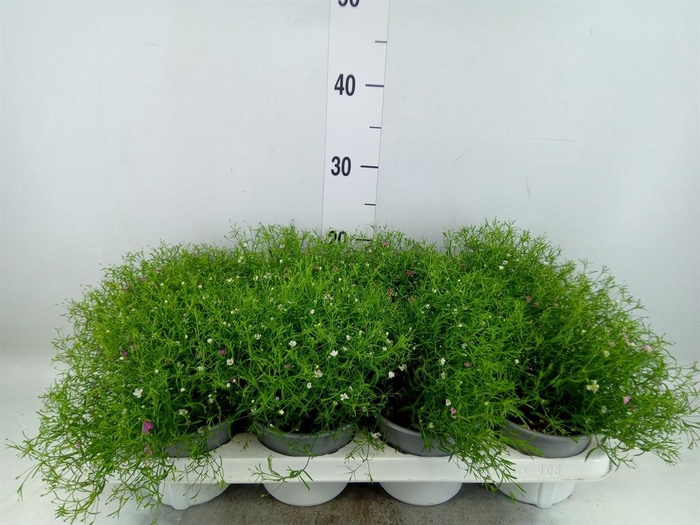 <h4>Gypsophila muralis   ...mix /pot</h4>