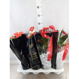 Anthurium   ...mix