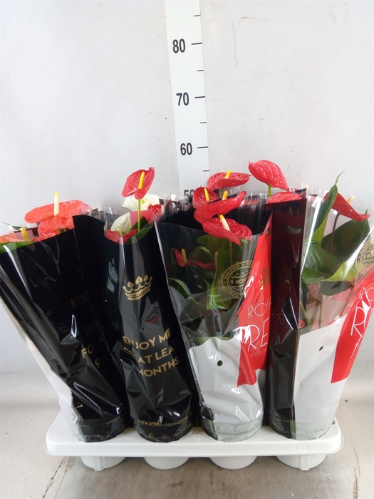 <h4>Anthurium   ...mix</h4>