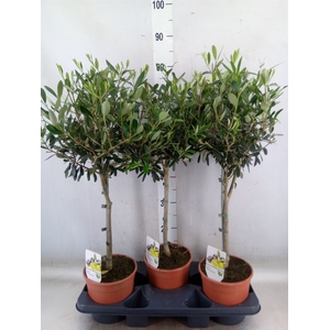 Olea europaea