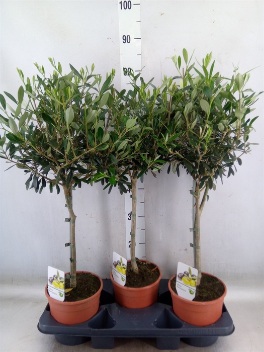 <h4>Olea europaea</h4>