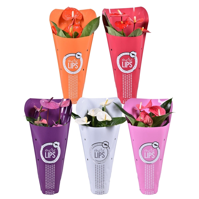 <h4>MoreLIPS®Anthurium mix Metallic Hoes</h4>