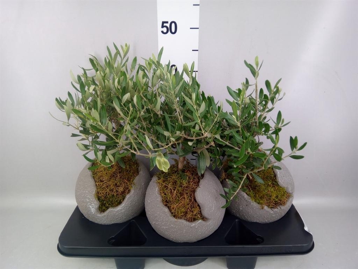 <h4>Arr.   Tuinplanten H%</h4>