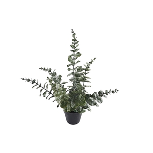 Eucalyptus Plant In Pot PP550026GRN