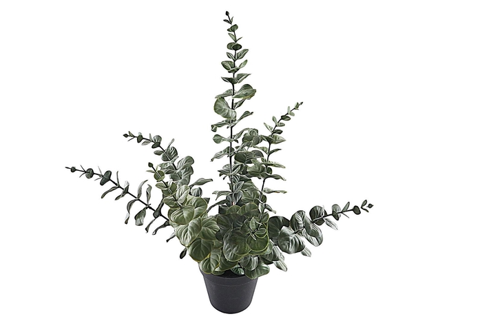 <h4>Eucalyptus Plant In Pot PP550026GRN</h4>