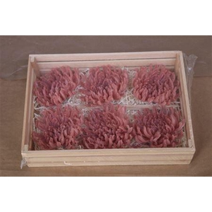 Wax Chrysant Zalm
