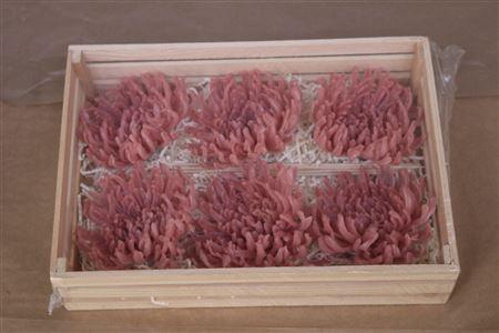 <h4>Wax Chrysant Zalm</h4>