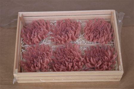 <h4>Wax Chrysant Zalm</h4>