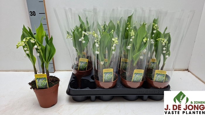 <h4>CONVALLARIA MAJALIS</h4>
