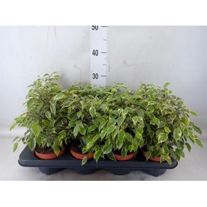 Ficus benja. 'Kinky'