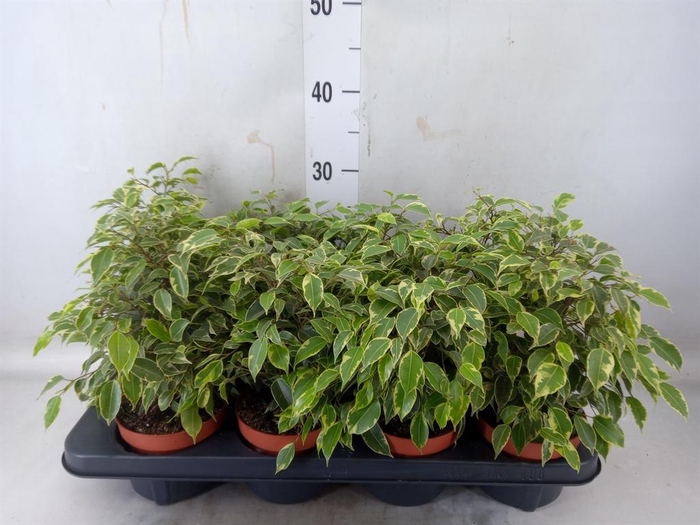 <h4>Ficus benja. 'Kinky'</h4>