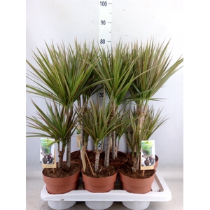 Dracaena marg. 'Bicolor'
