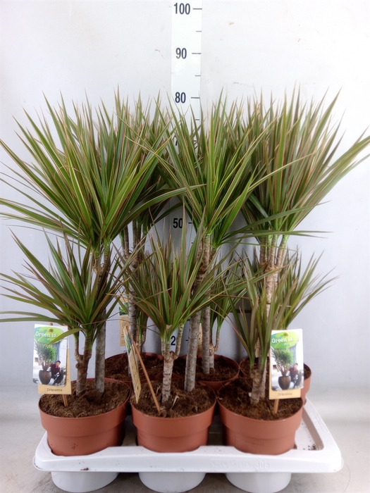 <h4>Dracaena marg. 'Bicolor'</h4>