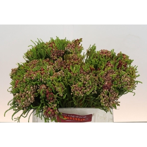 Kaaps Groen Strawberry Berzelia