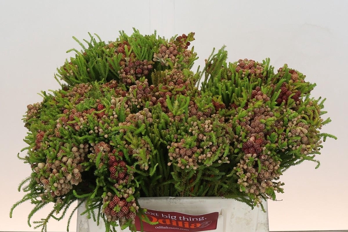 <h4>Kaaps Groen Strawberry Berzelia</h4>