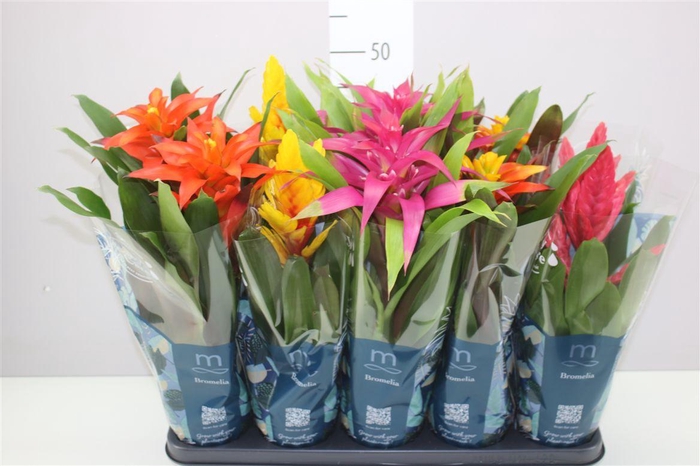 <h4>Bromelia Gemengd</h4>