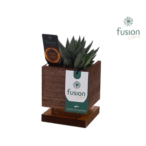 The Green Lighting Garden LED Small met Succulent