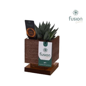 The Green Lighting Garden LED Small met Succulent