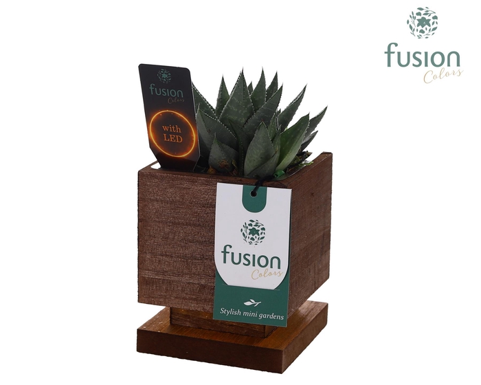 <h4>The Green Lighting Garden LED Small met Succulent</h4>