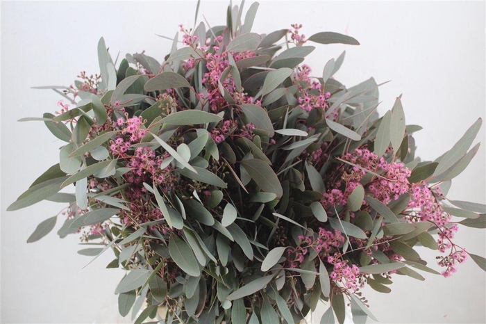 <h4>Euca Populus Bloei Lila P Bunch</h4>