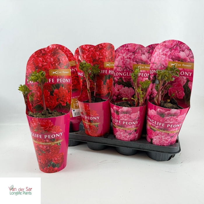 <h4>PAEONIA GEM</h4>