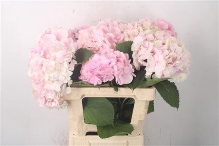 <h4>Hydr M Verena Pink</h4>