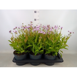 Verbena rigida