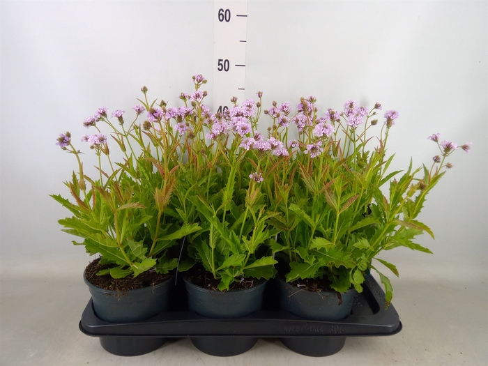 <h4>Verbena rigida</h4>