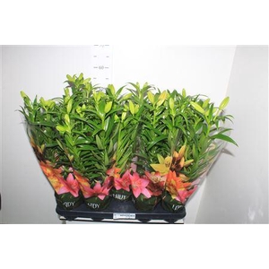 Lil La Summer Snow 4 Branche