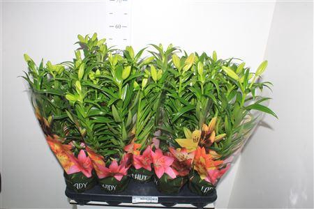 <h4>Lil La Summer Snow 4 Branche</h4>