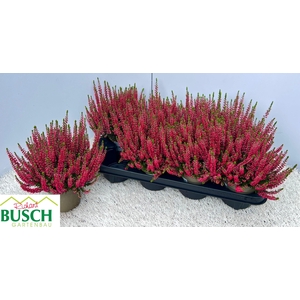 CALLU BL SCARL EARLY