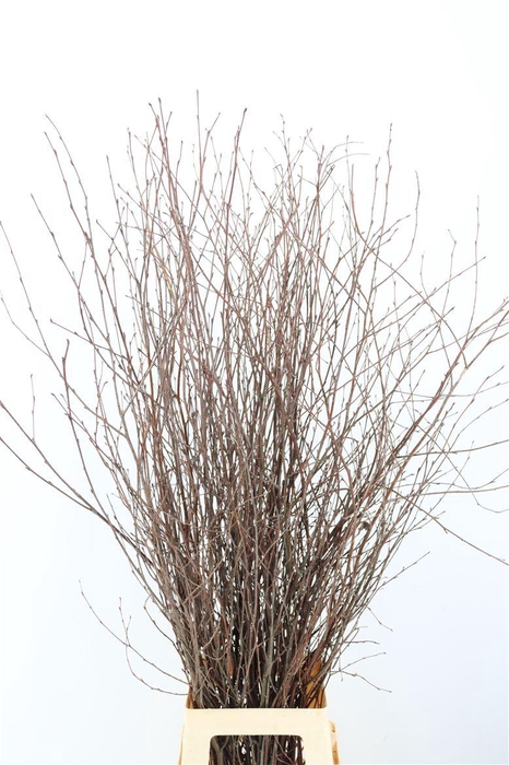 Berk 120cm Naturel Vers Pbs