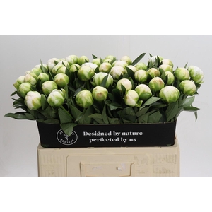 Paeonia Madame Claude Tain