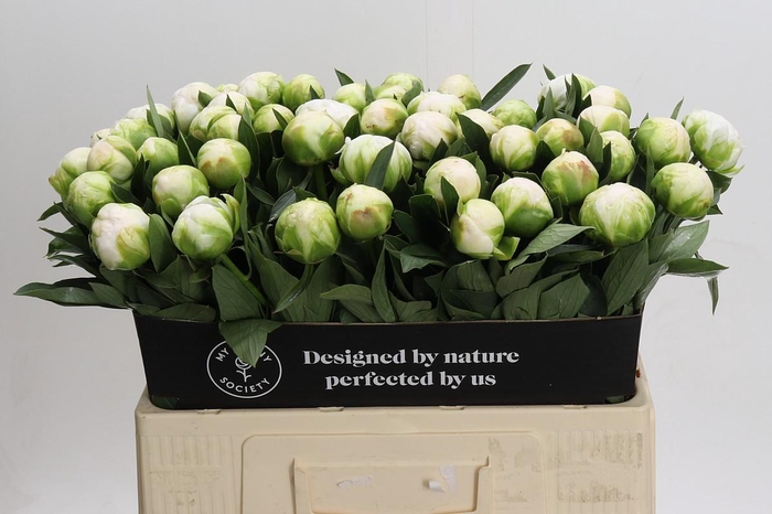 <h4>Paeonia Madame Claude Tain</h4>