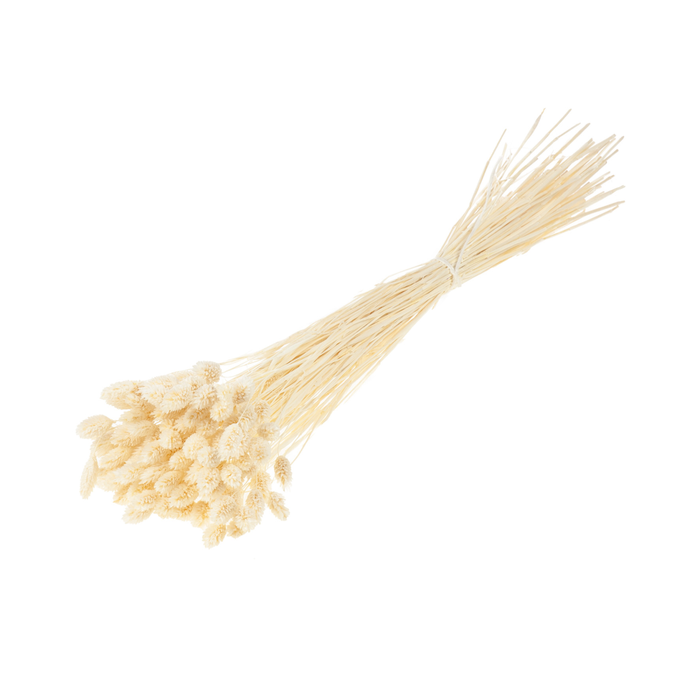 <h4>Phalaris Bleached White</h4>