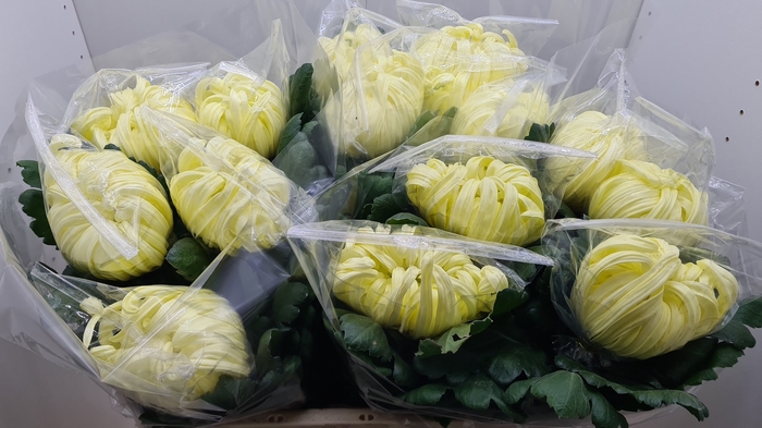 CHR G VIENNA YELLOW