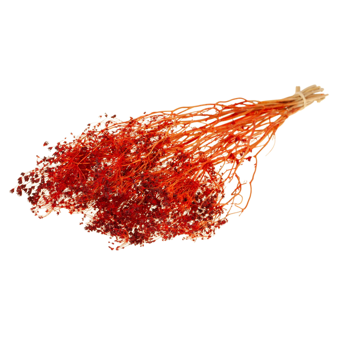 <h4>Bupleurum Open 55cm Burnt Orange</h4>