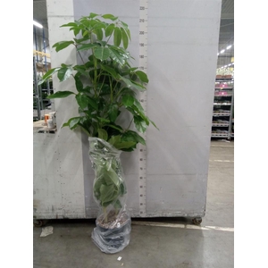 Schefflera actin. 'Amate'