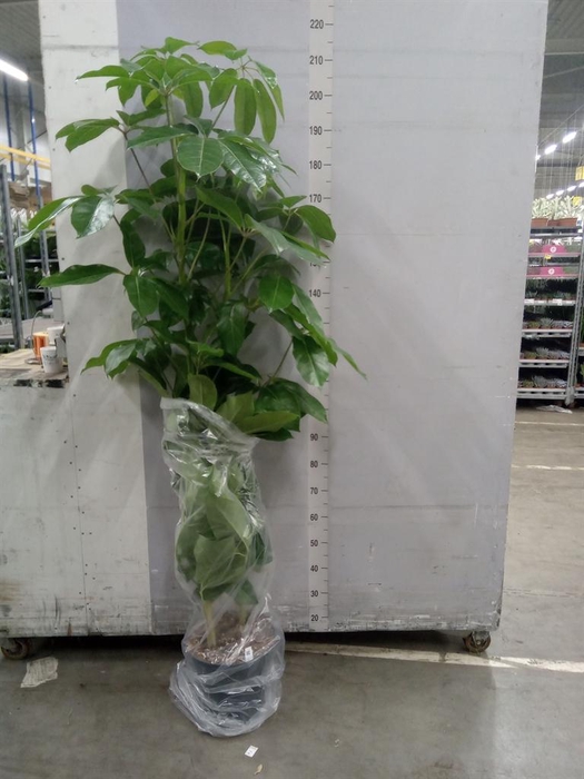 <h4>Schefflera actin. 'Amate'</h4>