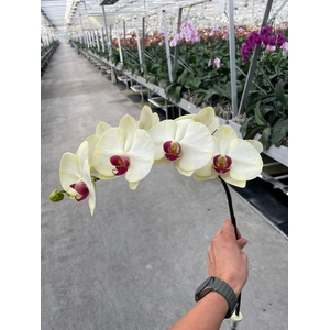 Phalaenopsis Coloured Ice Blue  Doos