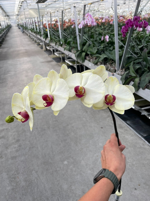 <h4>Phalaenopsis Coloured Ice Blue  Doos</h4>