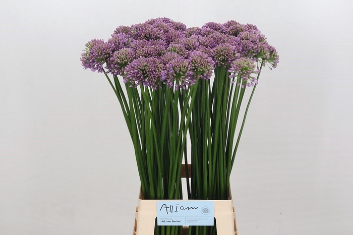 <h4>Allium Senescens</h4>