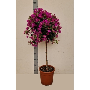 BOUGAINV ALEXANDRA
