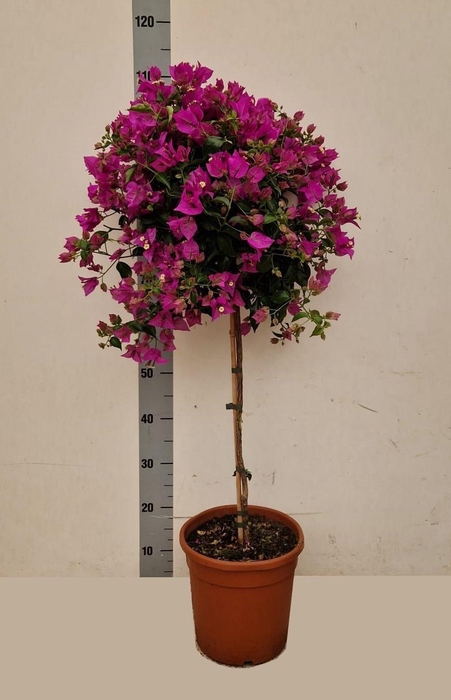 <h4>BOUGAINV ALEXANDRA</h4>