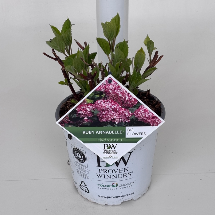 <h4>HYDRANGEA ARBORESCENS 'NCHA3' RUB</h4>