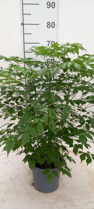 <h4>RADERMACHERA SINICA</h4>