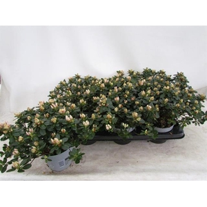 Rhododendron simsii Sachenstern 14Ø 25cm 32Ø