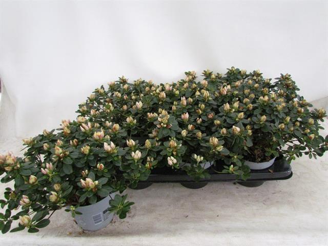 Rhododendron simsii Sachenstern 14Ø 25cm 32Ø