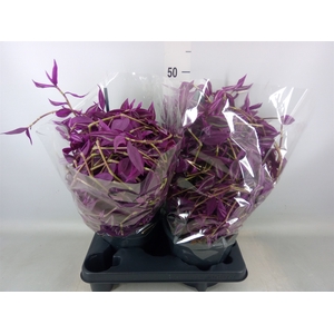 Tradescantia zebr. 'Pink Paradise'