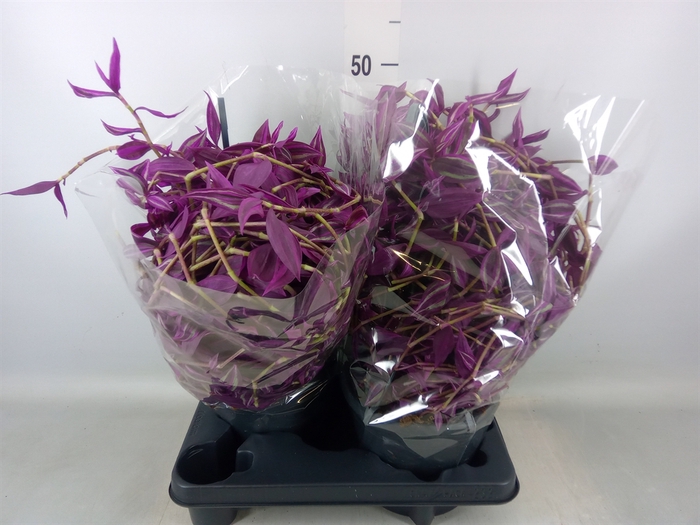 <h4>Tradescantia zebr. 'Pink Paradise'</h4>